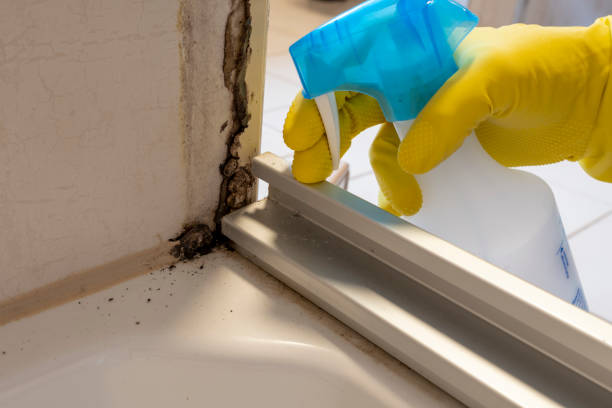 Mold Documentation for Insurance Claims